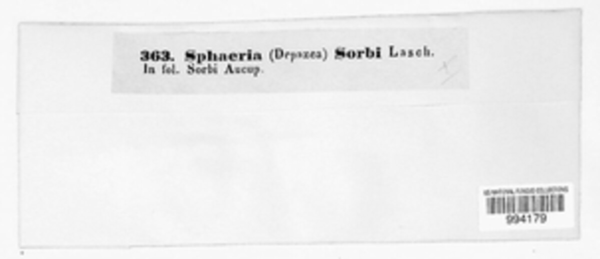 Eutypella sorbi image